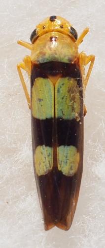 Réf. 240 589 : Tettisama bisellata